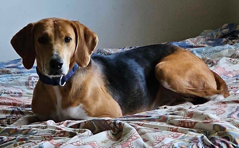 Kylo, an adoptable Treeing Walker Coonhound in Wendell, NC, 27591 | Photo Image 4