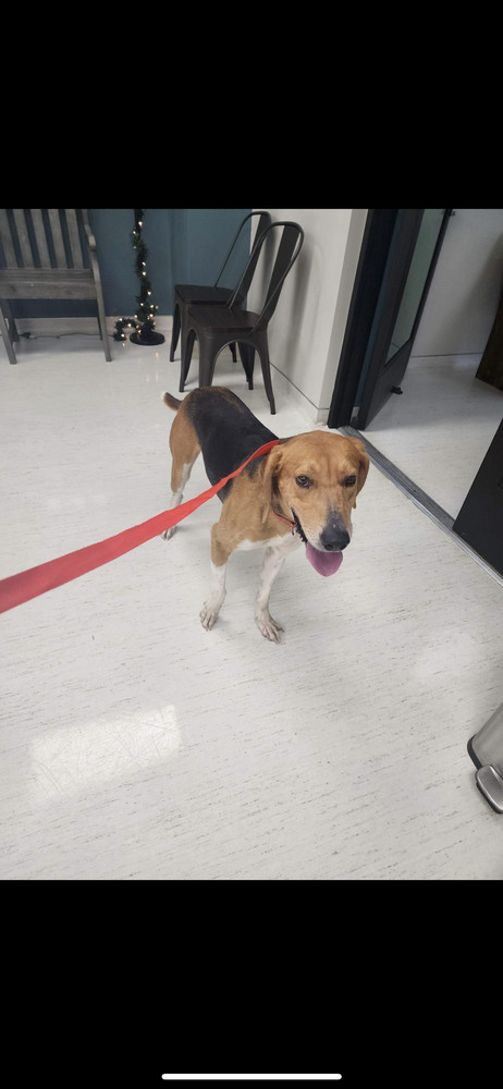 Kylo, an adoptable Treeing Walker Coonhound in Wendell, NC, 27591 | Photo Image 5