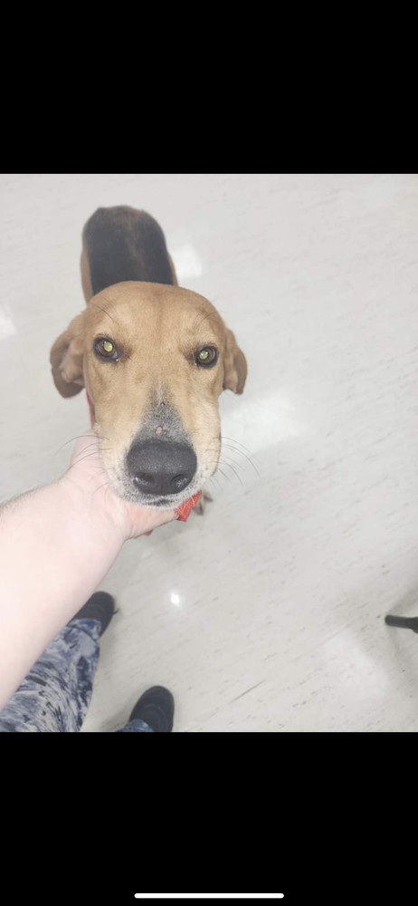 Kylo, an adoptable Treeing Walker Coonhound in Wendell, NC, 27591 | Photo Image 6