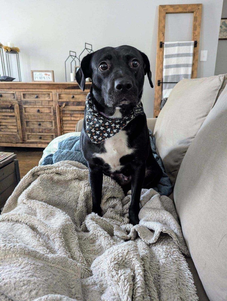 Rey, an adoptable Labrador Retriever in Wendell, NC, 27591 | Photo Image 1