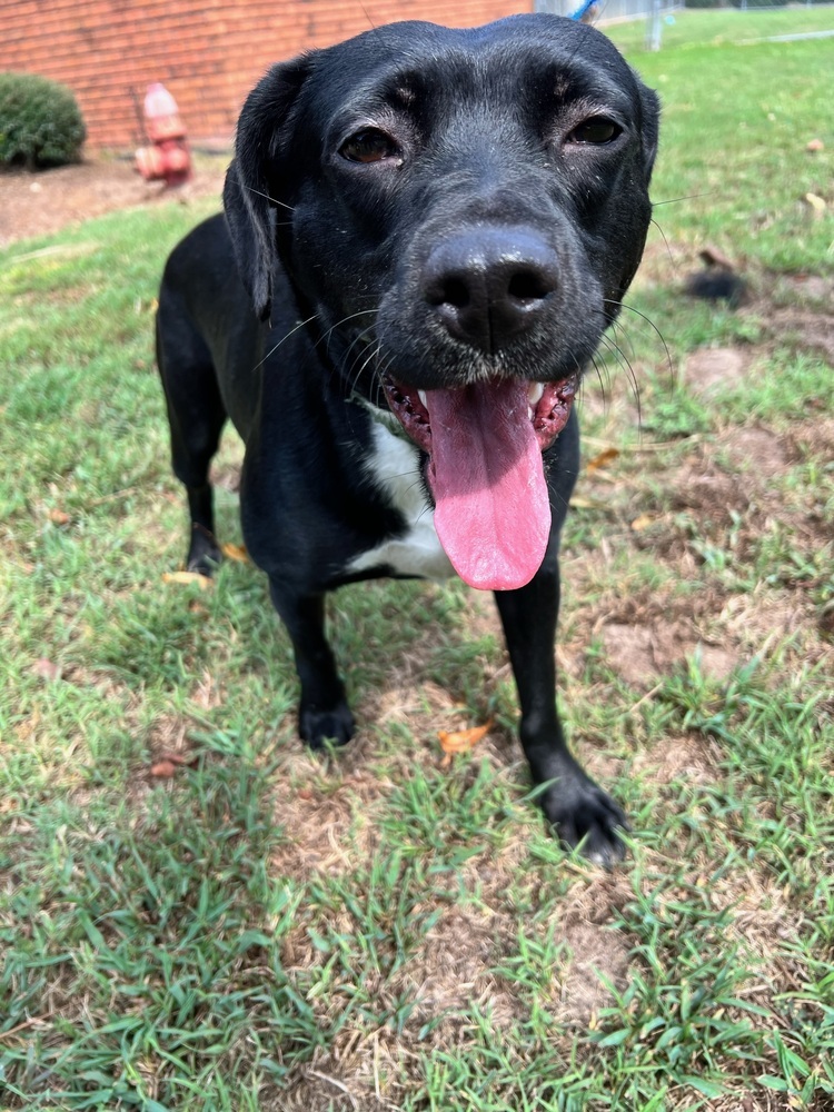 Rey, an adoptable Labrador Retriever in Wendell, NC, 27591 | Photo Image 2