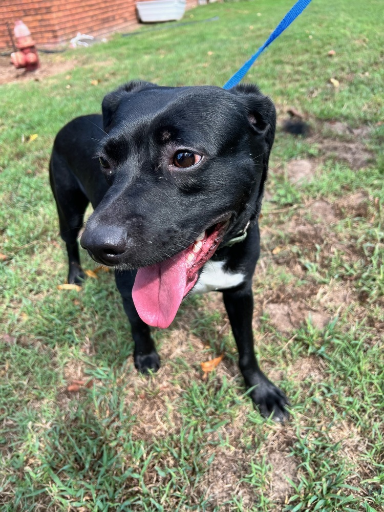 Rey, an adoptable Labrador Retriever in Wendell, NC, 27591 | Photo Image 3