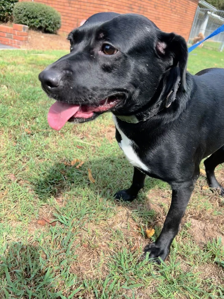 Rey, an adoptable Labrador Retriever in Wendell, NC, 27591 | Photo Image 4