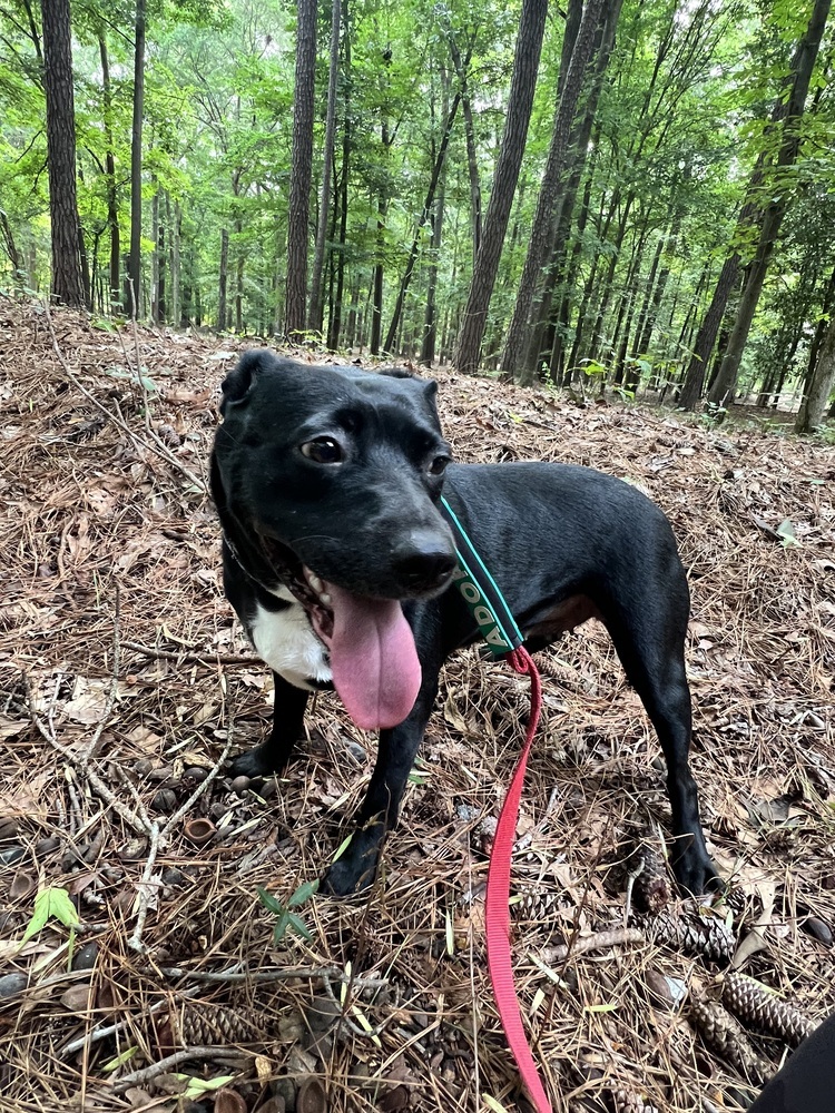 Rey, an adoptable Labrador Retriever in Wendell, NC, 27591 | Photo Image 5