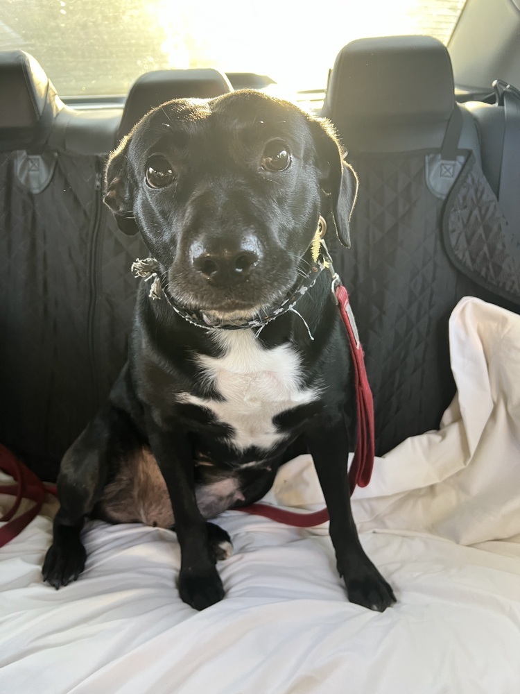 Rey, an adoptable Labrador Retriever in Wendell, NC, 27591 | Photo Image 6