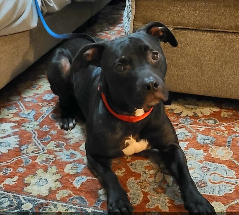 Valentine, an adoptable Terrier in Wendell, NC, 27591 | Photo Image 1