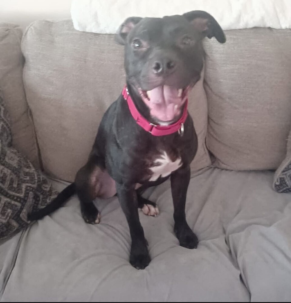 Valentine, an adoptable Terrier in Wendell, NC, 27591 | Photo Image 2