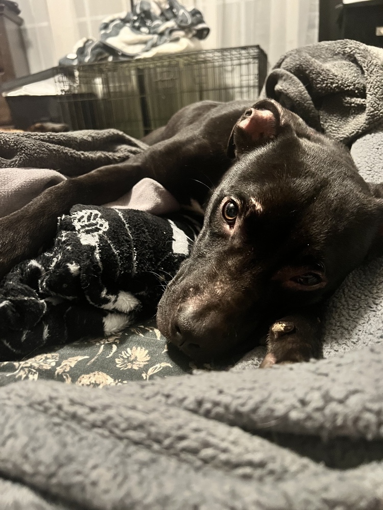 Valentine, an adoptable Terrier in Wendell, NC, 27591 | Photo Image 3