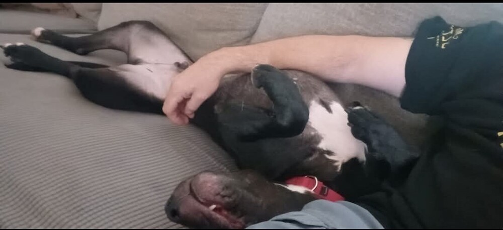 Valentine, an adoptable Terrier in Wendell, NC, 27591 | Photo Image 4