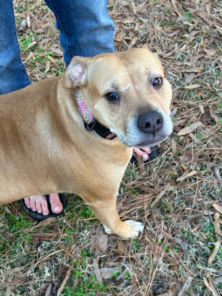 Sadie, an adoptable Terrier in Wendell, NC, 27591 | Photo Image 1