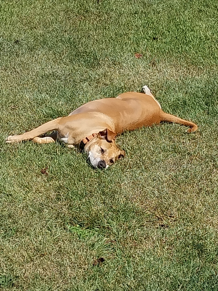 Sadie, an adoptable Terrier in Wendell, NC, 27591 | Photo Image 2