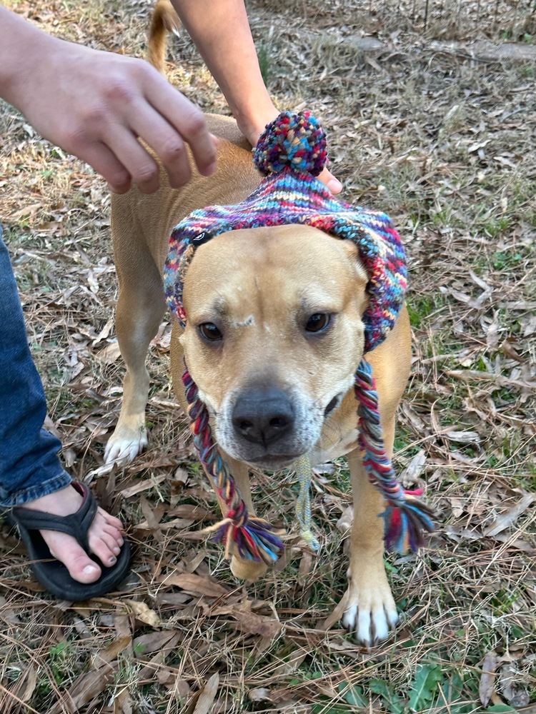 Sadie, an adoptable Terrier in Wendell, NC, 27591 | Photo Image 3