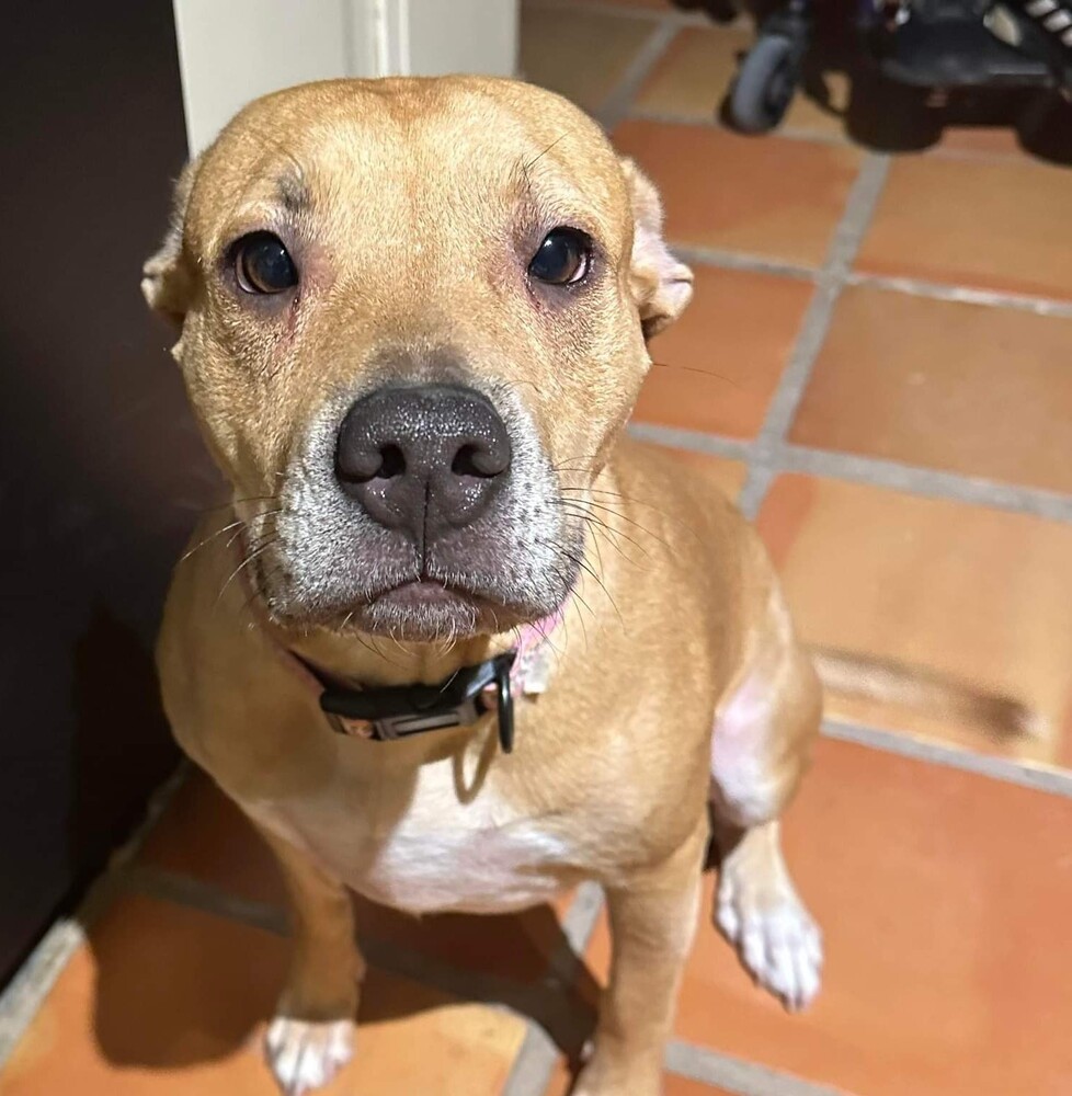 Sadie, an adoptable Terrier in Wendell, NC, 27591 | Photo Image 3