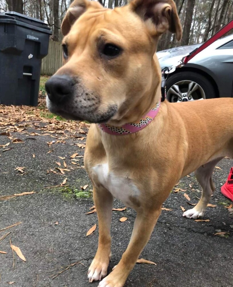 Sadie, an adoptable Terrier in Wendell, NC, 27591 | Photo Image 5