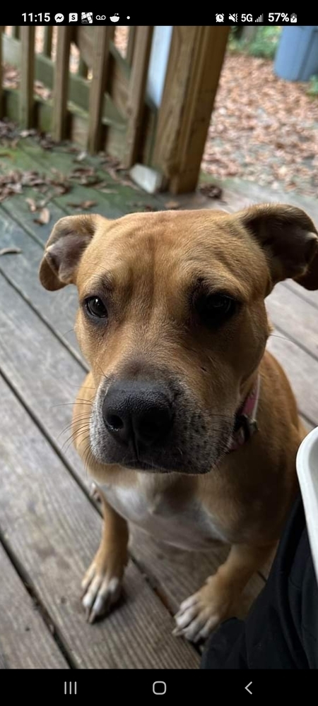 Sadie, an adoptable Terrier in Wendell, NC, 27591 | Photo Image 6