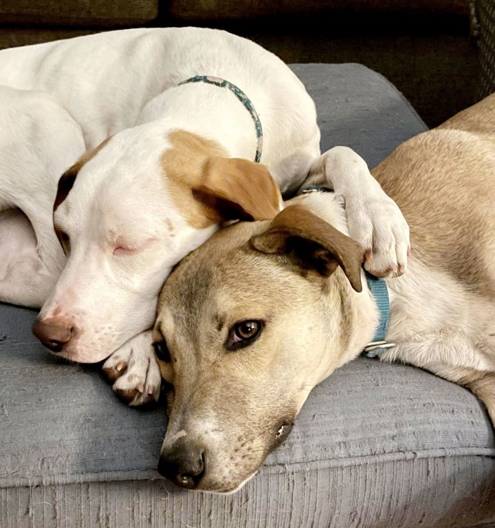 Dog for adoption Nutmeg, an English Setter in Elgin, IL Petfinder