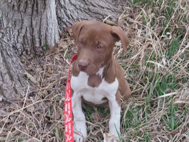 Dog for adoption Ranger a German Shorthaired Pointer Pit