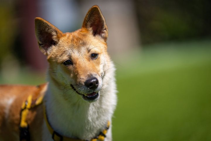 Basenji sales shiba mix