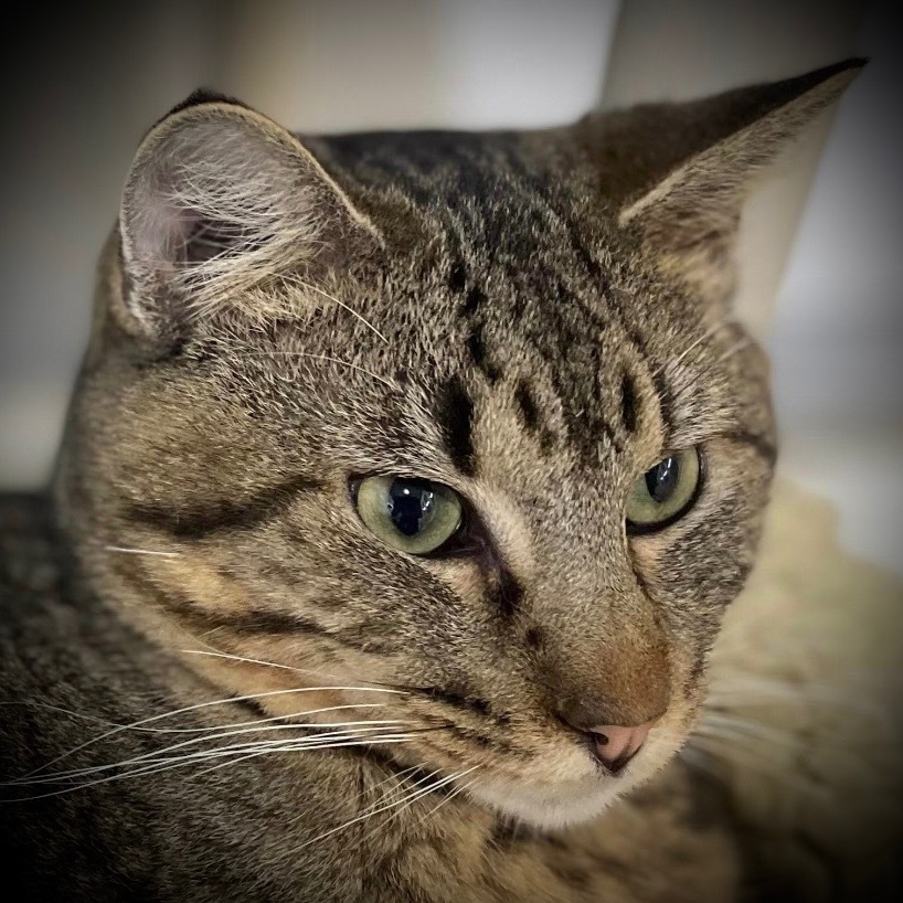 Charles, an adoptable Domestic Short Hair in Pittsfield, IL, 62363 | Photo Image 1