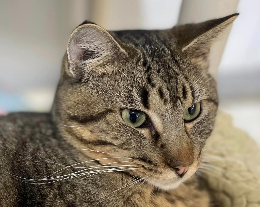 Charles, an adoptable Domestic Short Hair in Pittsfield, IL, 62363 | Photo Image 2