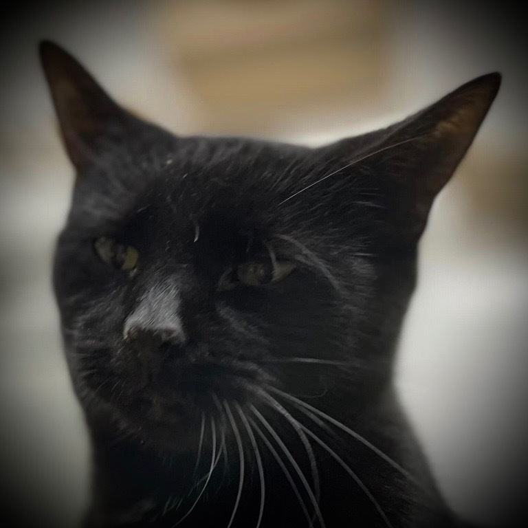 Crissie, an adoptable Domestic Short Hair in Pittsfield, IL, 62363 | Photo Image 1