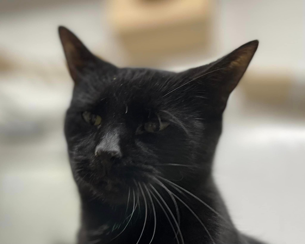 Crissie, an adoptable Domestic Short Hair in Pittsfield, IL, 62363 | Photo Image 2