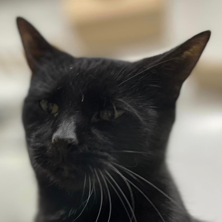 Crissie, an adoptable Domestic Short Hair in Pittsfield, IL, 62363 | Photo Image 3