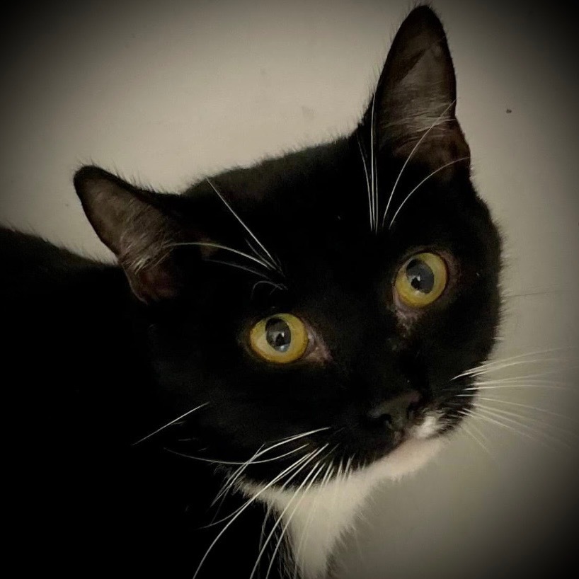 Selena, an adoptable Domestic Short Hair in Pittsfield, IL, 62363 | Photo Image 1