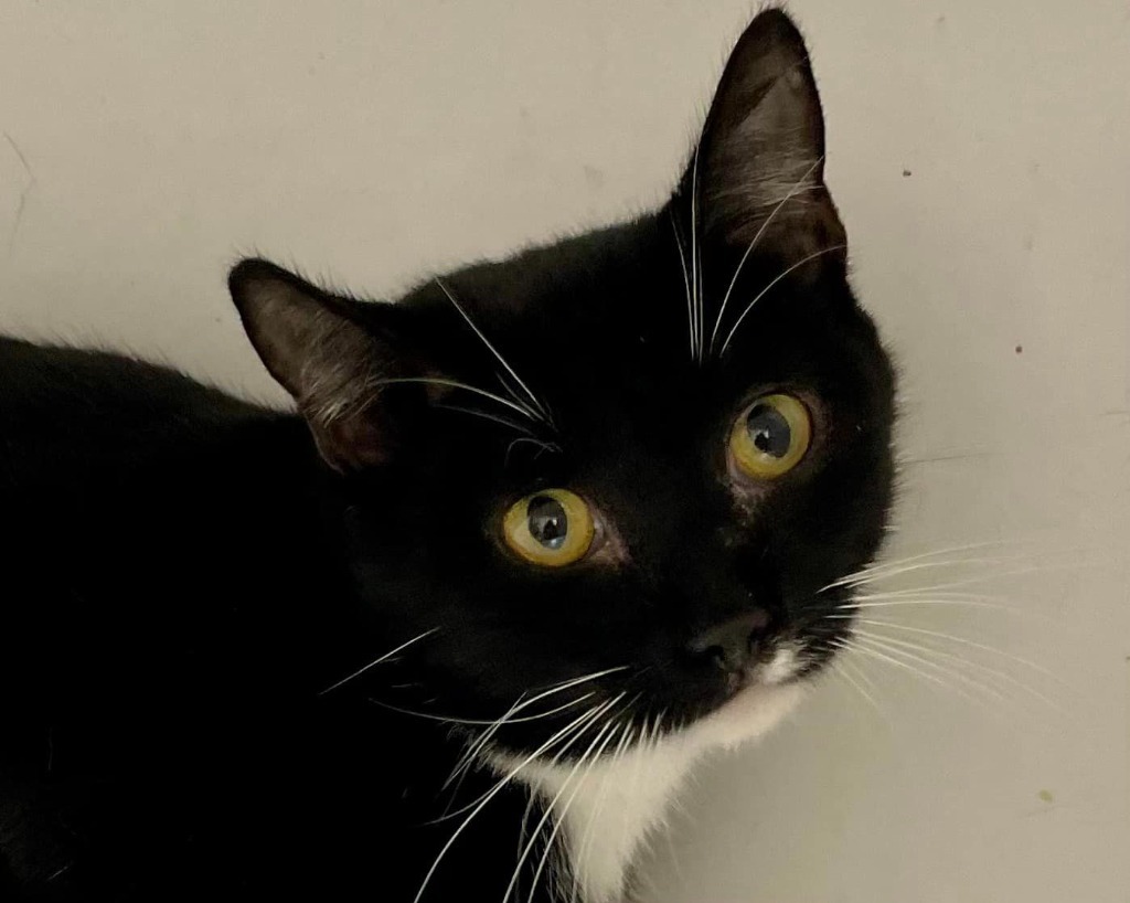 Selena, an adoptable Domestic Short Hair in Pittsfield, IL, 62363 | Photo Image 2