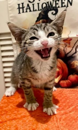 Baby Barron is sure to keep you laughing He was found in South Queens and is super-friendly and fun