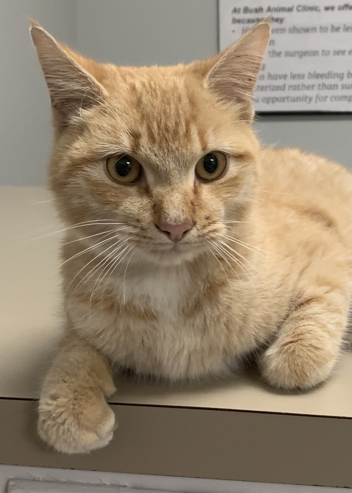 Romeo Walker, an adoptable Domestic Short Hair in Dawson, GA, 31742 | Photo Image 1