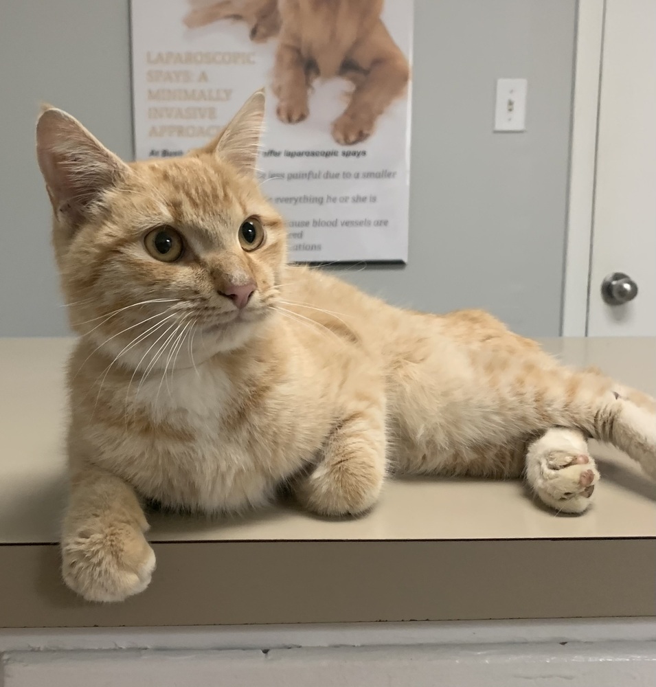 Romeo Walker, an adoptable Domestic Short Hair in Dawson, GA, 31742 | Photo Image 4