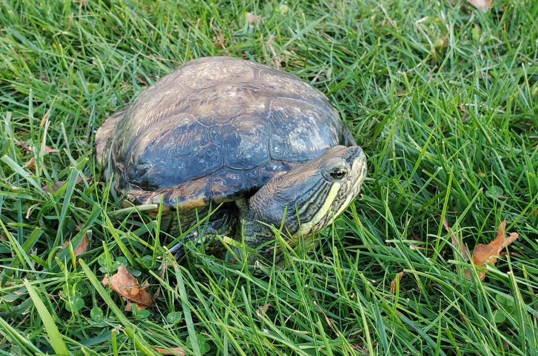 Turtle for adoption - Delmar R Slider (water turtle), a Red-Eared ...