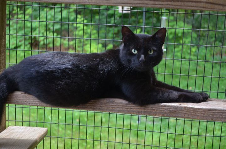 Jet, an adoptable Domestic Short Hair in Westbrook, CT_image-3