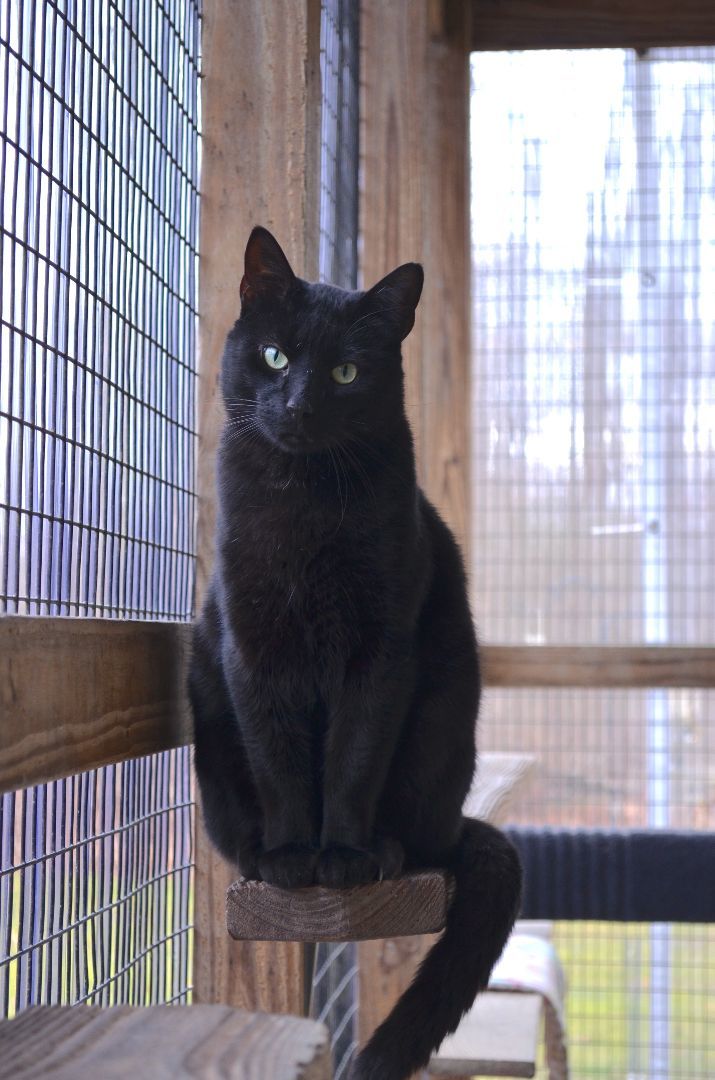 Jet, an adoptable Domestic Short Hair in Westbrook, CT_image-5