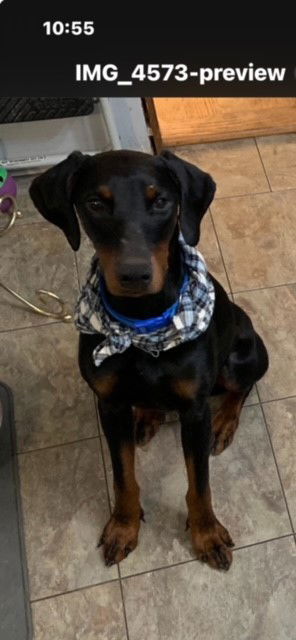 Snoop, an adoptable Doberman Pinscher in Buffalo, MN, 55313 | Photo Image 2