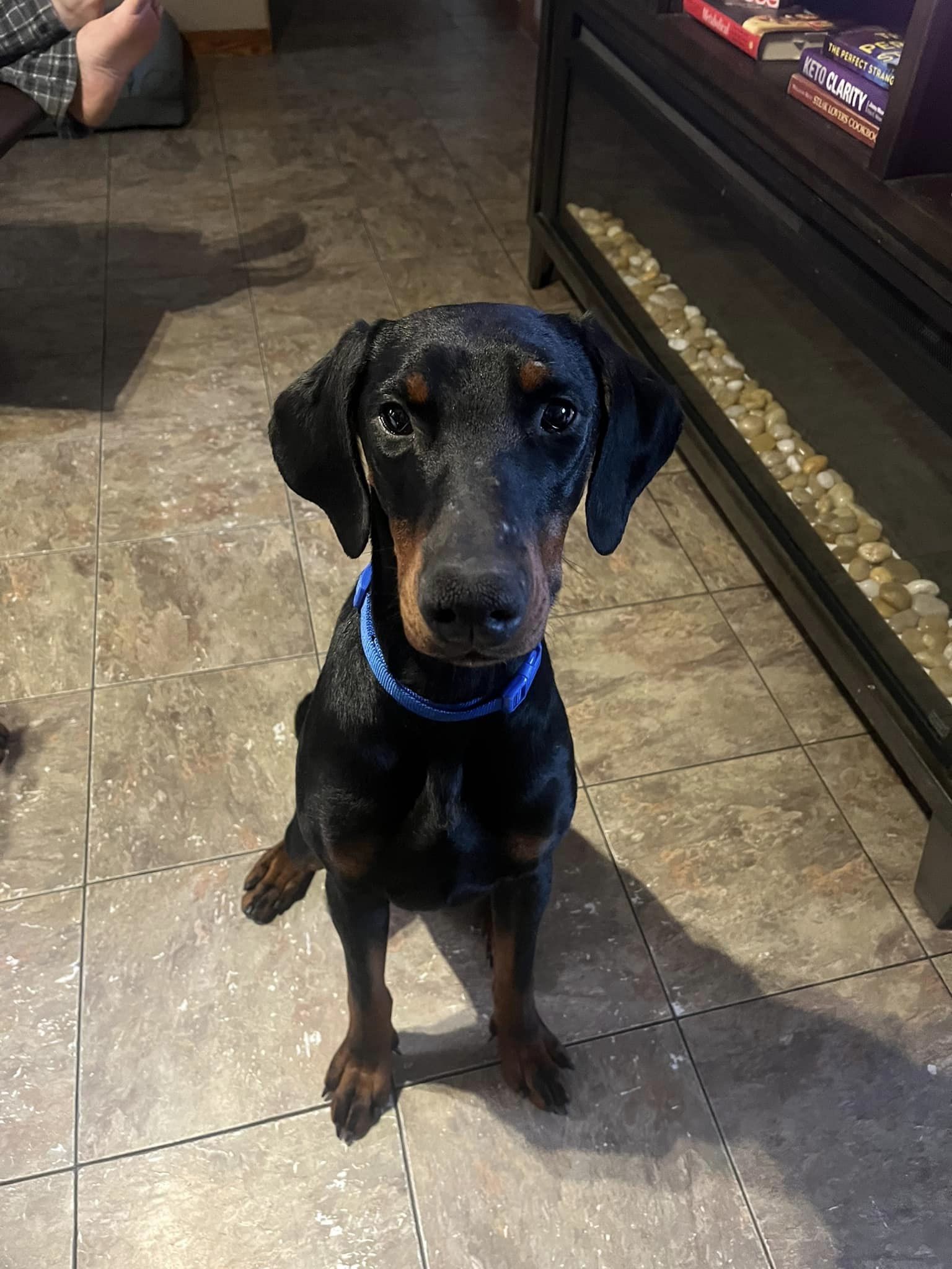 Snoop, an adoptable Doberman Pinscher in Buffalo, MN, 55313 | Photo Image 2