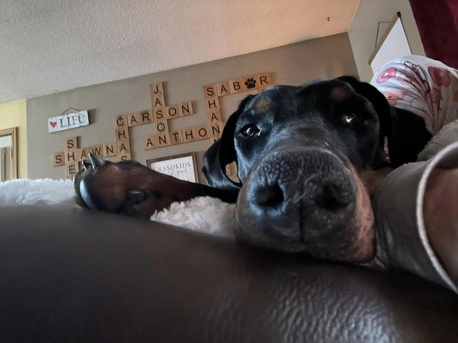 Snoop, an adoptable Doberman Pinscher in Buffalo, MN, 55313 | Photo Image 6