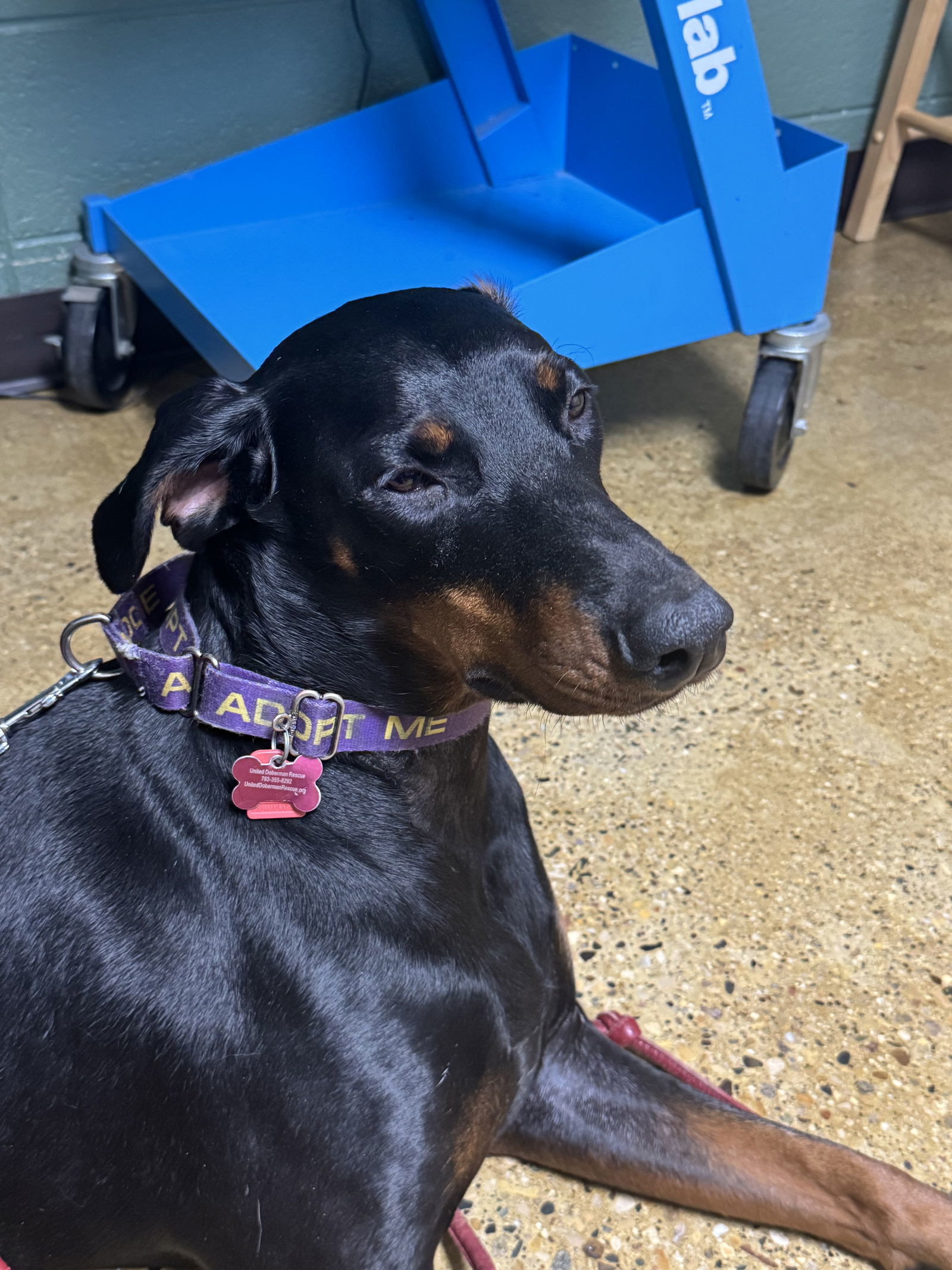 Snoop, an adoptable Doberman Pinscher in Buffalo, MN, 55313 | Photo Image 6