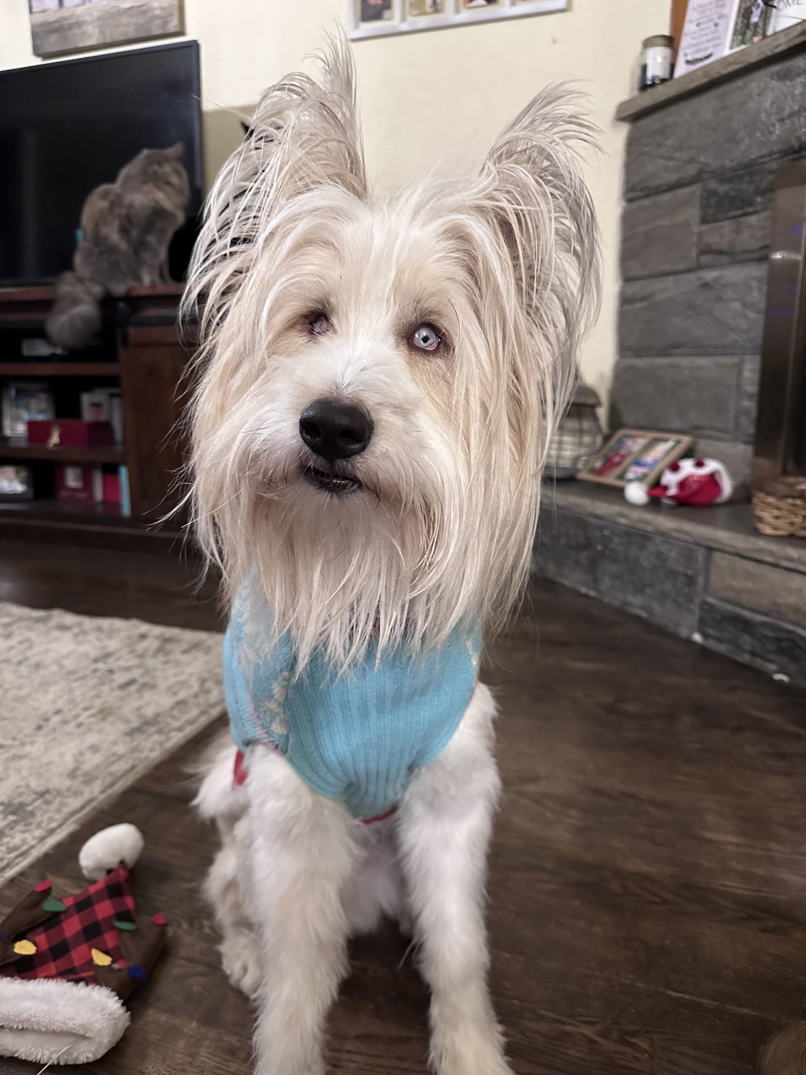 Keller, an adoptable Briard in Berlin, NJ, 08009 | Photo Image 1