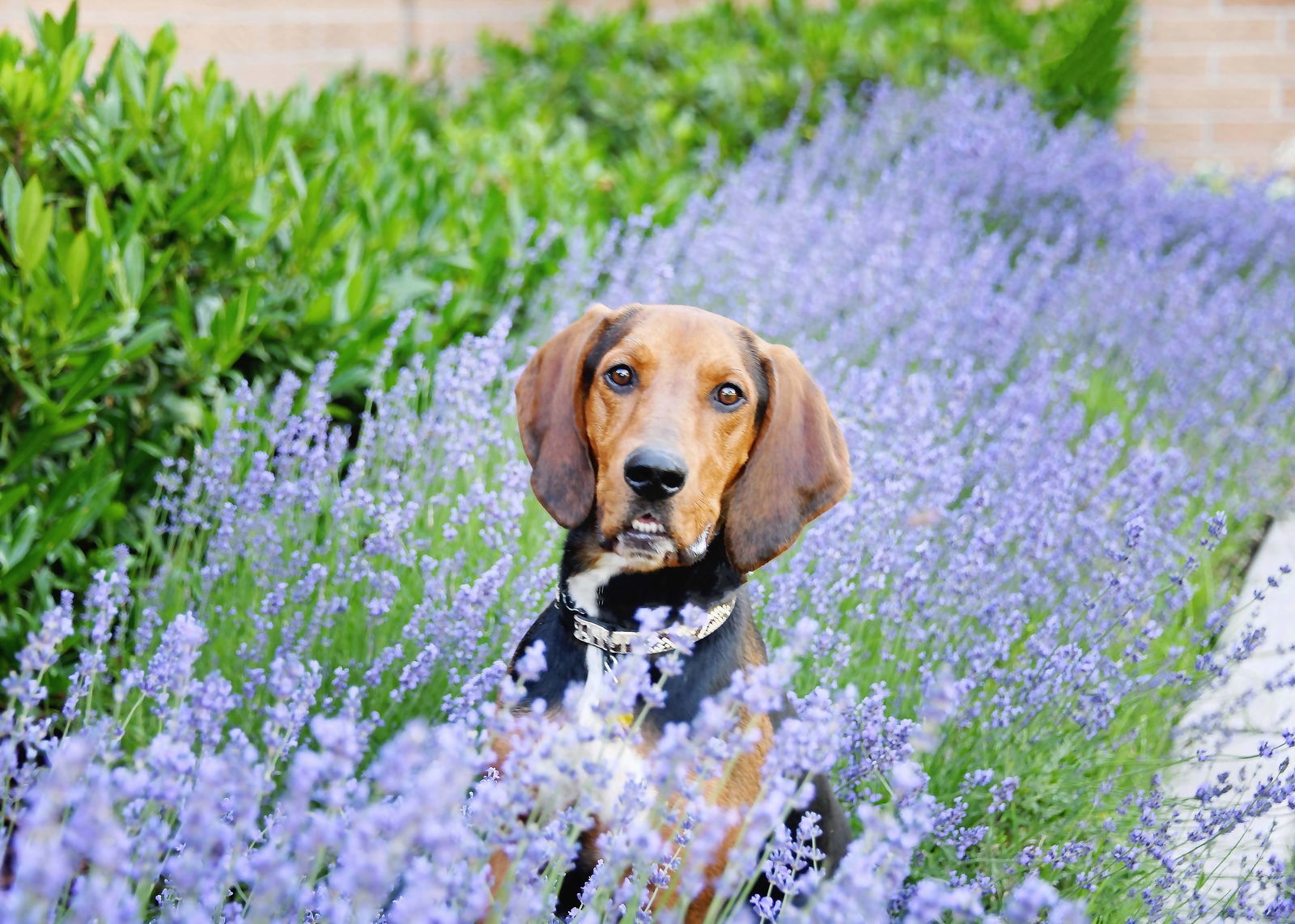 John Appleseed, an adoptable Hound in Salt Lake City, UT, 84171 | Photo Image 1