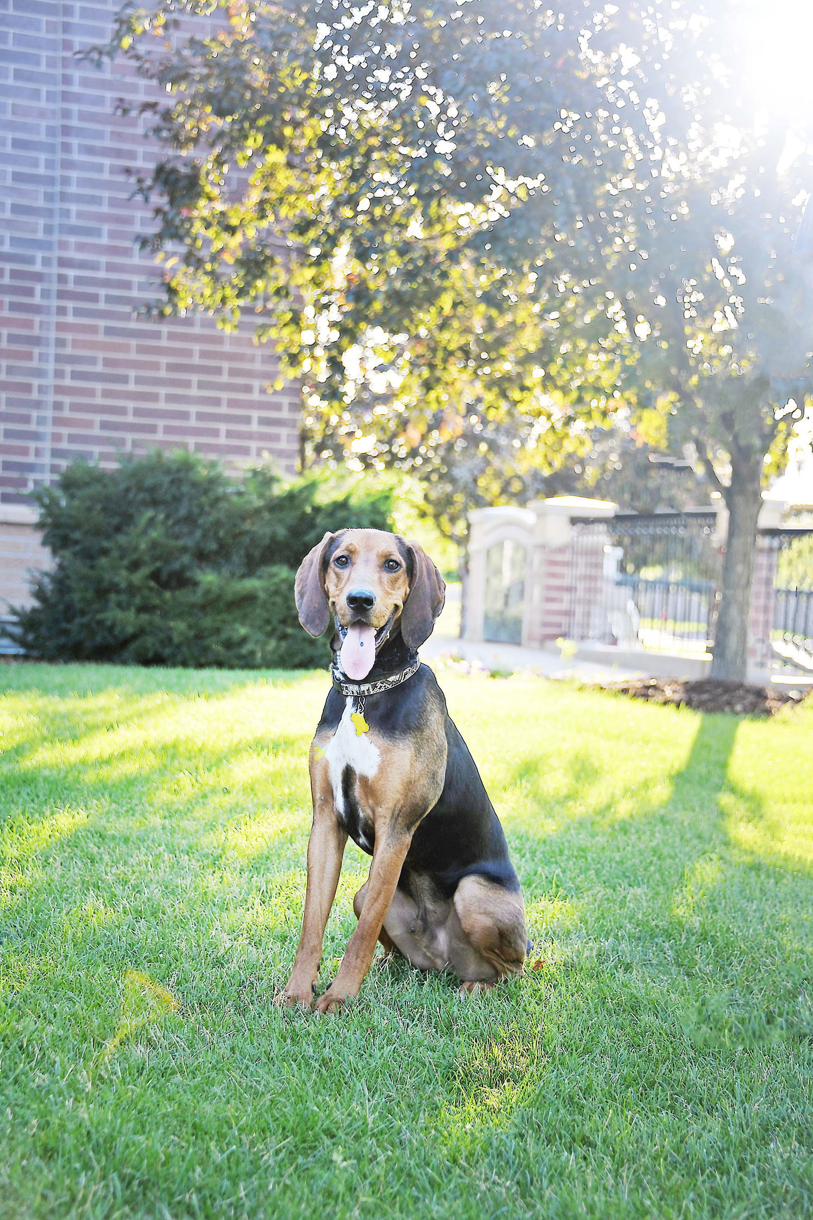 John Appleseed, an adoptable Hound in Salt Lake City, UT, 84171 | Photo Image 2