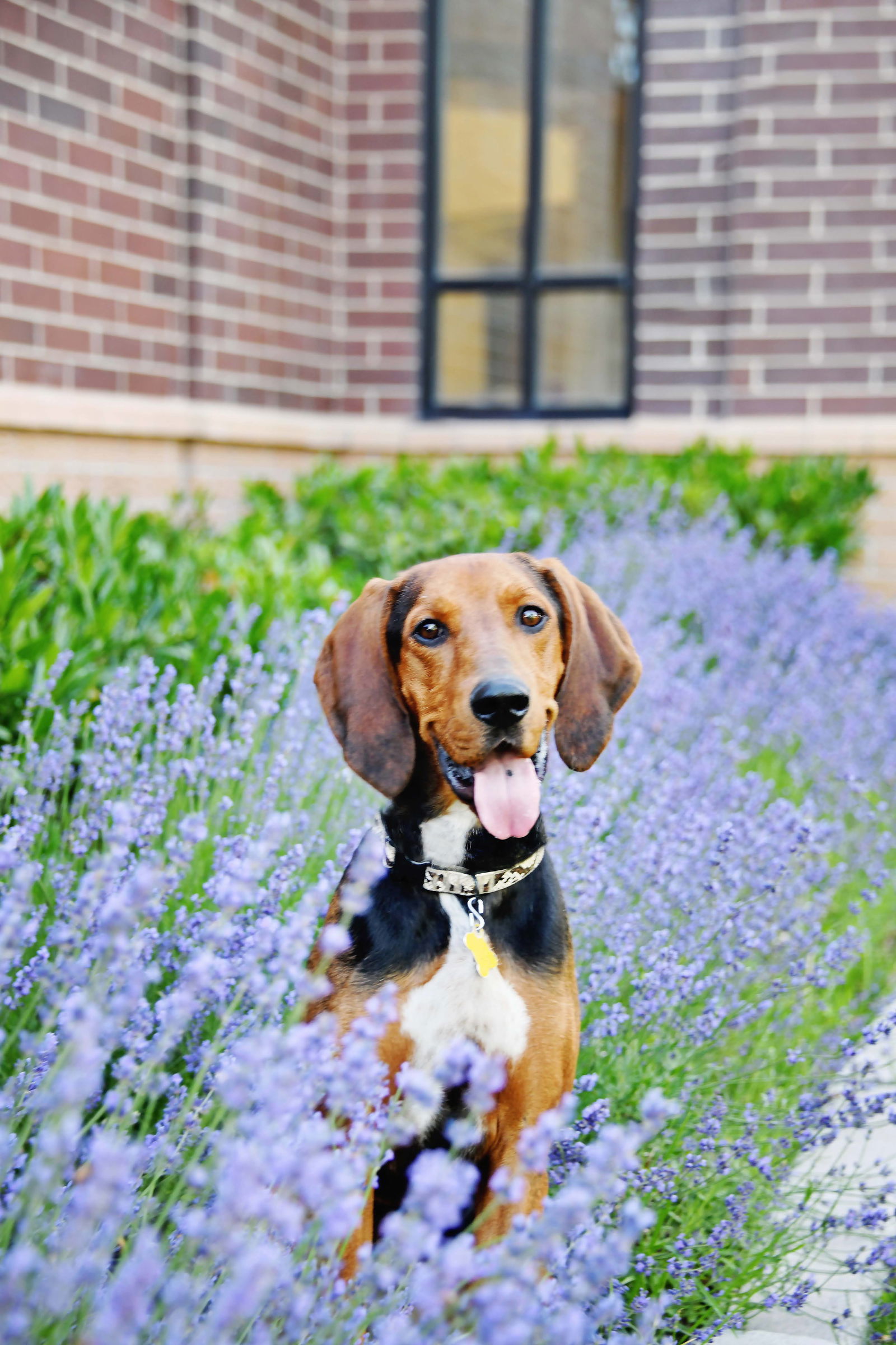 John Appleseed, an adoptable Hound in Salt Lake City, UT, 84171 | Photo Image 3