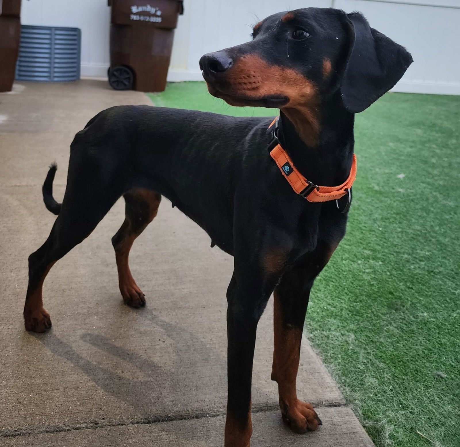 Lavender, an adoptable Doberman Pinscher in Buffalo, MN, 55313 | Photo Image 2