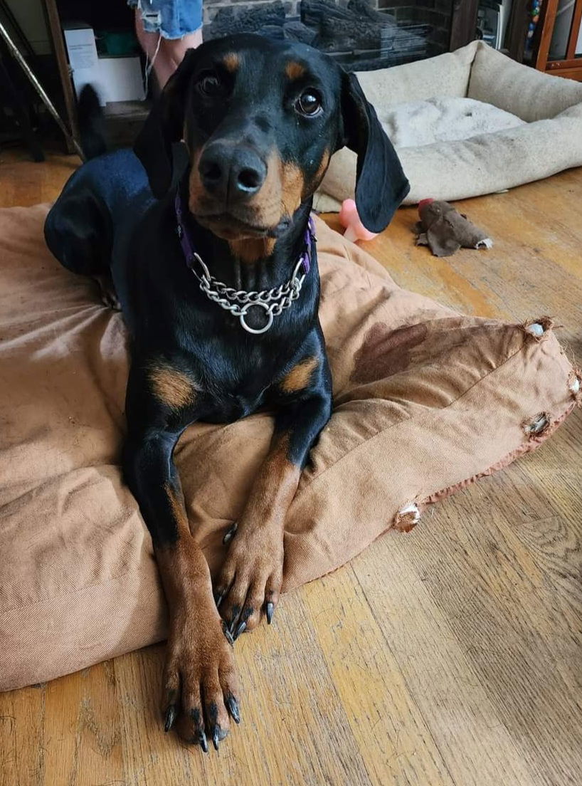 Lavender, an adoptable Doberman Pinscher in Buffalo, MN, 55313 | Photo Image 4