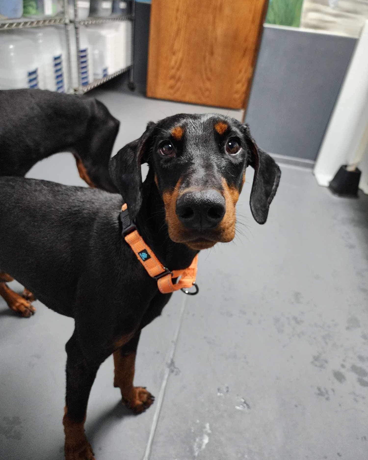 Lavender, an adoptable Doberman Pinscher in Buffalo, MN, 55313 | Photo Image 7