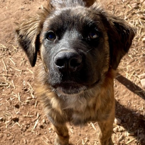 Havarti, an adoptable Mixed Breed in Moab, UT, 84532 | Photo Image 3