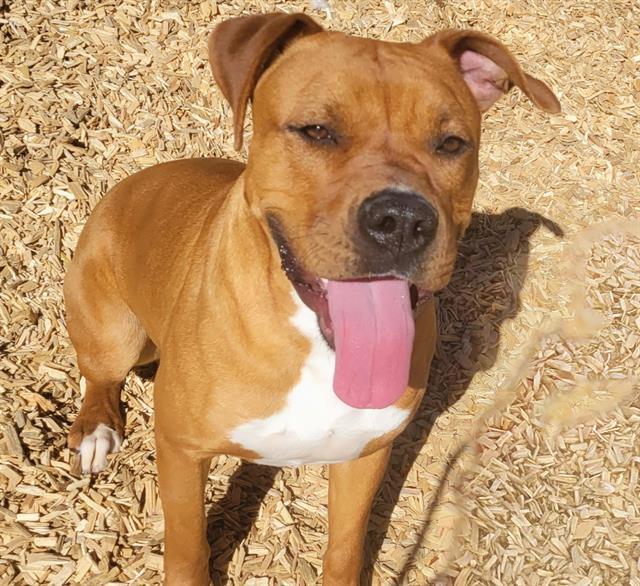 ROXY, an adoptable Pit Bull Terrier, Mixed Breed in Albuquerque, NM, 87121 | Photo Image 1