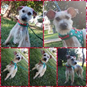 Dog for adoption - EVA, a Border Terrier & Jack Russell Terrier Mix in Pico  Rivera, CA