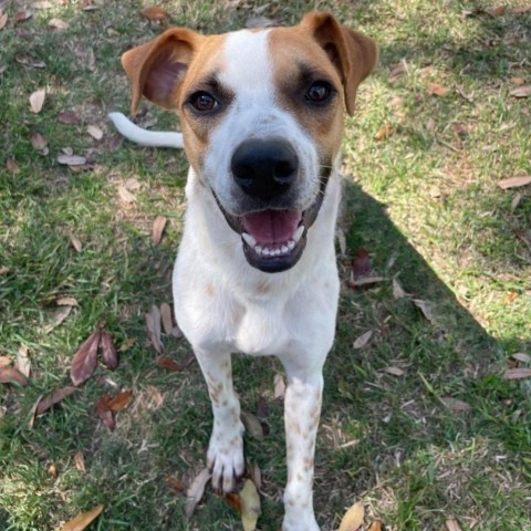 Olli, an adoptable German Shorthaired Pointer in Laredo, TX, 78041 | Photo Image 1